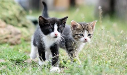 7 symbolic meanings of dreaming of a kitten