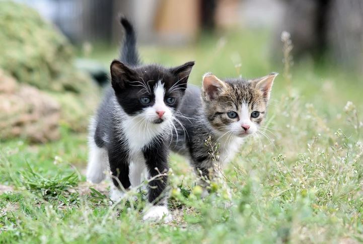 7 symbolic meanings of dreaming of a kitten