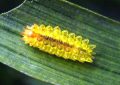 7 symbolic meanings of dreaming of golden worms