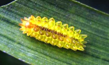 7 symbolic meanings of dreaming of golden worms