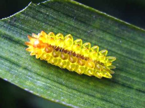 7 symbolic meanings of dreaming of golden worms