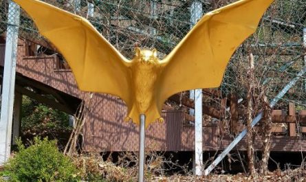 6 symbolic meanings of dreaming of golden bats