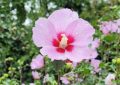 7 symbolic meanings of dreaming of hibiscus flowers