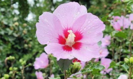 7 symbolic meanings of dreaming of hibiscus flowers