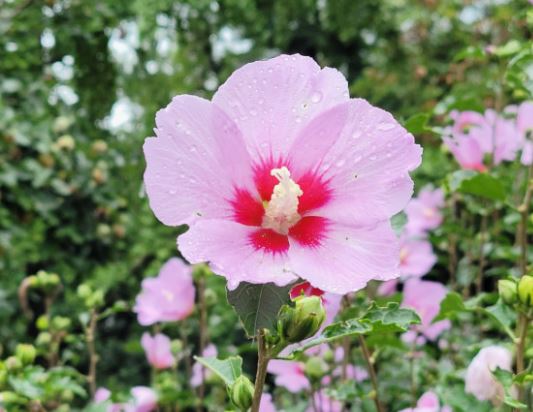 7 symbolic meanings of dreaming of hibiscus flowers