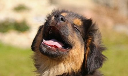 6 symbolic meanings of dreaming about dog teeth falling out