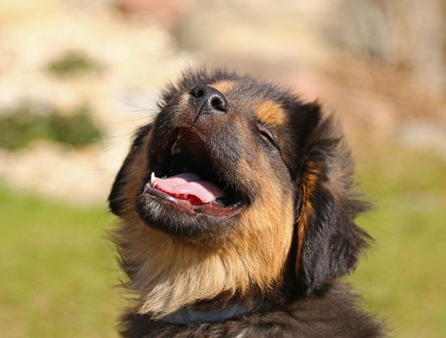 6 symbolic meanings of dreaming about dog teeth falling out