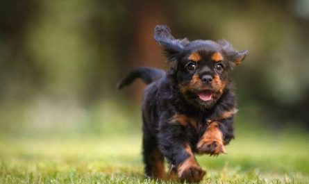 5 symbolic meanings of dreaming of catching a dog
