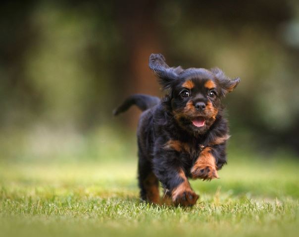 5 symbolic meanings of dreaming of catching a dog
