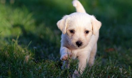 5 symbolic meanings of dreaming of killing a dog
