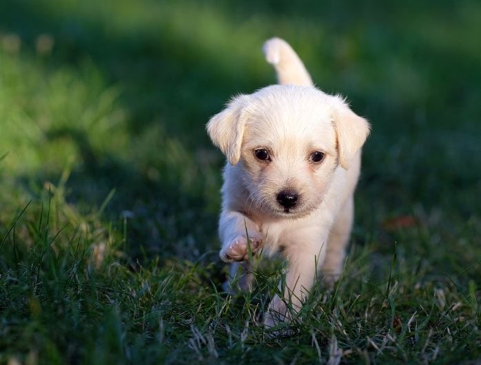 5 symbolic meanings of dreaming of killing a dog