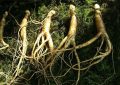 5 symbolic meanings of dreaming about wild ginseng