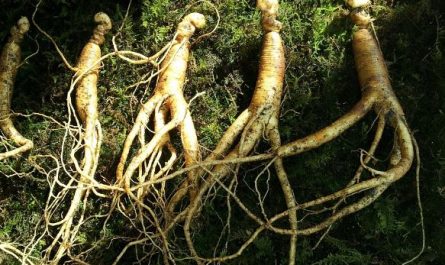 5 symbolic meanings of dreaming about wild ginseng