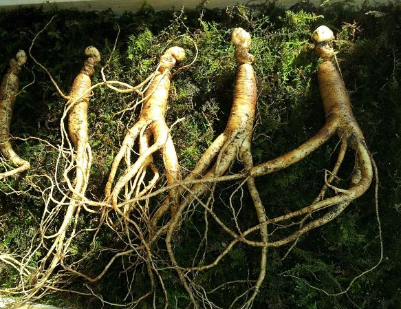 5 symbolic meanings of dreaming about wild ginseng