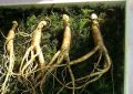 5 symbolic meanings of dreaming about eating wild ginseng