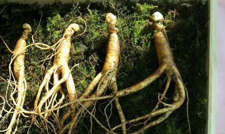 5 symbolic meanings of dreaming about eating wild ginseng