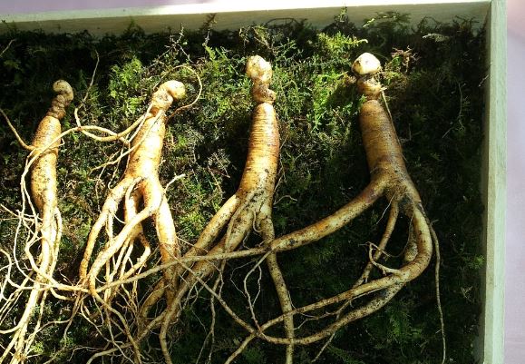 5 symbolic meanings of dreaming about eating wild ginseng