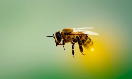 6 symbolic meanings of Dream about bee stings