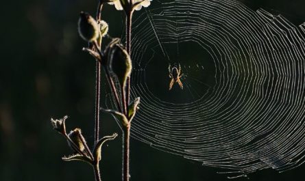 5 symbolic meanings of Dream about catching spiders