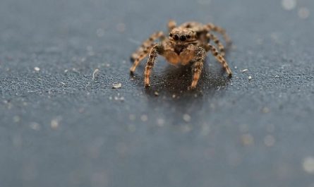5 symbolic meanings of Dream about spiders in the house