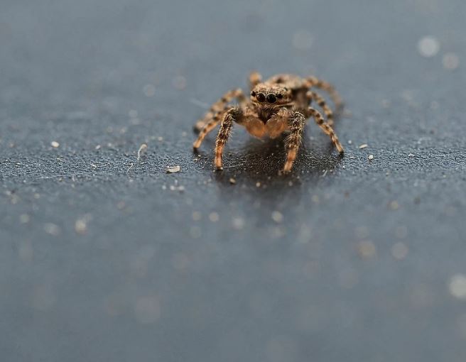 5 symbolic meanings of Dream about spiders in the house
