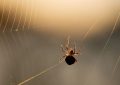 5 symbolic meanings of Dream about spiders