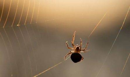 5 symbolic meanings of Dream about spiders