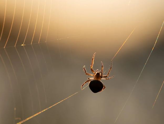 5 symbolic meanings of Dream about spiders