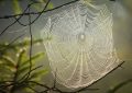 5 symbolic meanings of Dream about spider webs