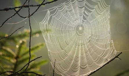 5 symbolic meanings of Dream about spider webs
