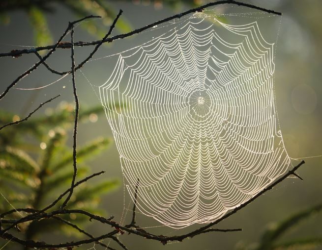 5 symbolic meanings of Dream about spider webs