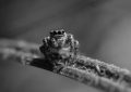 5 symbolic meanings of Dream about spider attack
