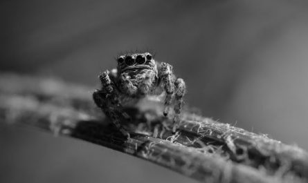 5 symbolic meanings of Dream about spider attack