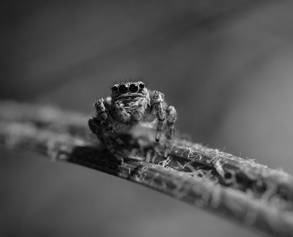 5 symbolic meanings of Dream about spider attack