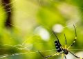 5 symbolic meanings of Dream about yellow spider