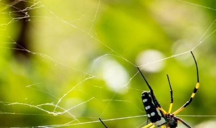 5 symbolic meanings of Dream about yellow spider
