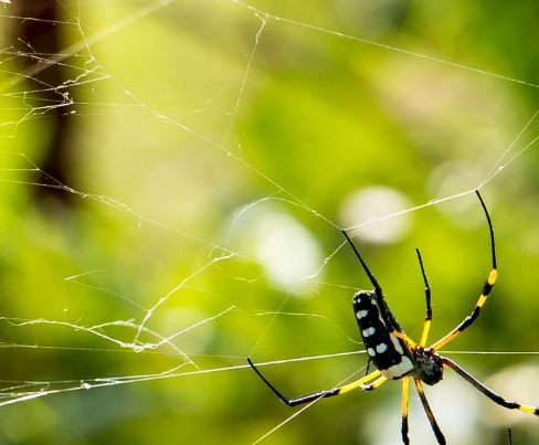 5 symbolic meanings of Dream about yellow spider