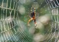 5 symbolic meanings of Dream about spider mites