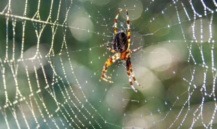 5 symbolic meanings of Dream about spider mites