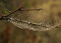 5 symbolic meanings of Dream about dead spider
