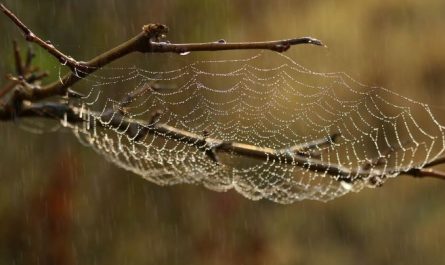 5 symbolic meanings of Dream about dead spider