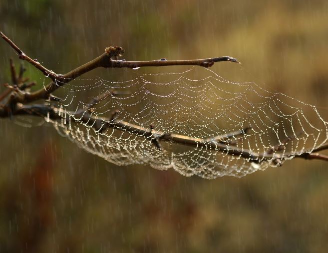 5 symbolic meanings of Dream about dead spider