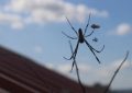 5 symbolic meanings of Dream about blue spider