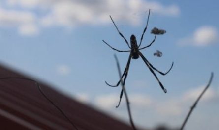 5 symbolic meanings of Dream about blue spider