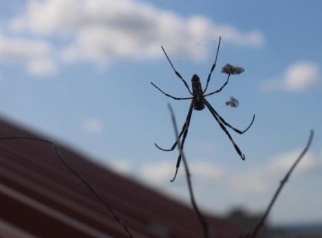 5 symbolic meanings of Dream about blue spider