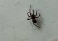 5 symbolic meanings of Dream about black spider