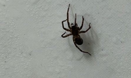 5 symbolic meanings of Dream about black spider