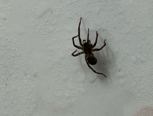 5 symbolic meanings of Dream about black spider