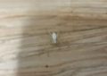 5 symbolic meanings of Dream about white spider