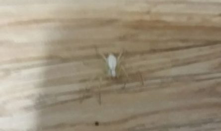 5 symbolic meanings of Dream about white spider